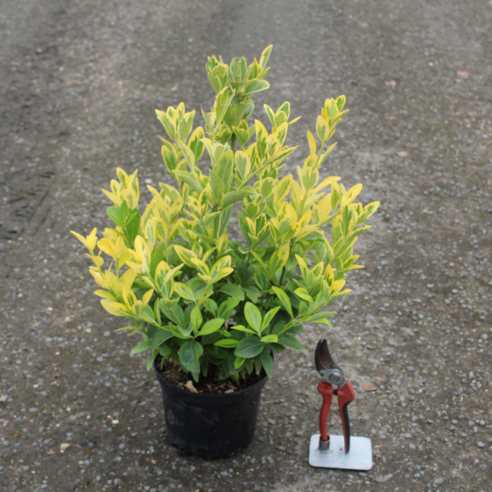 Fusain du japon 'Aureomarginatus'