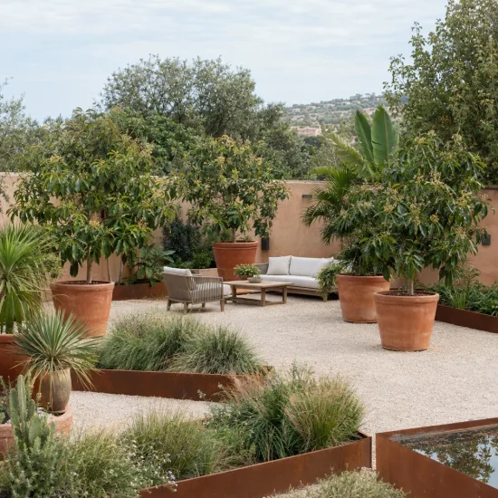 Avocatier race guatémaltèque '(semis de hass)' (Persea americana) — grands arbustes en pot sur terrasse minérale · Photo d'illustration