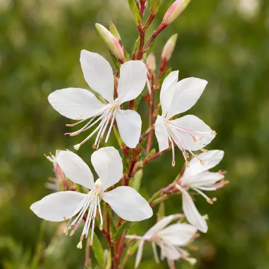 Gaura 'Belleza white' (Gaura lindheimeri) — grappes de petites fleurs blanches délicates