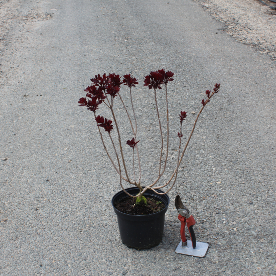 Arbre à perruque 'Lilla'