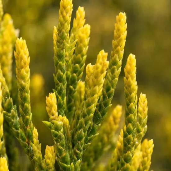Cyprès de leyland doré 'Pyramidalis aurea' (Cupressocyparis leylandii) — gros plan sur jeunes rameaux jaunes dorés