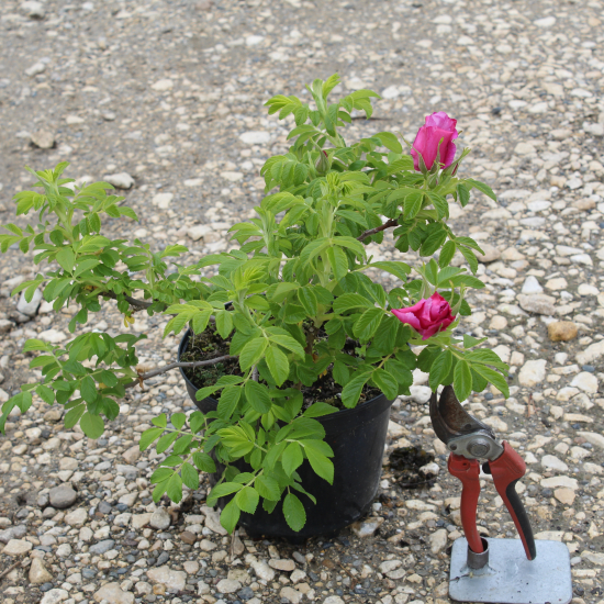 Rosier 'Admiration rosazwerg'