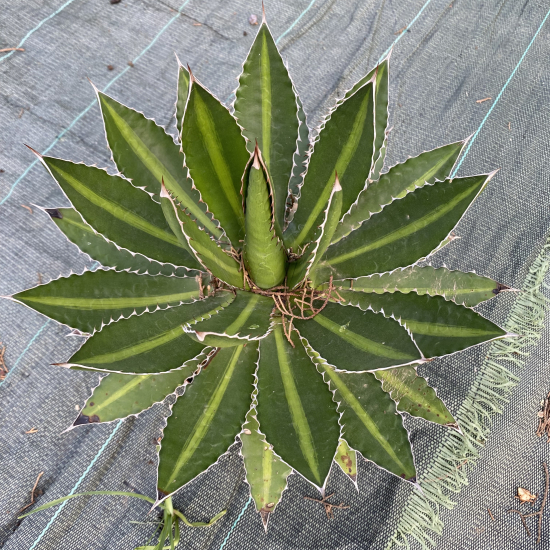 Agave 'Splendida'