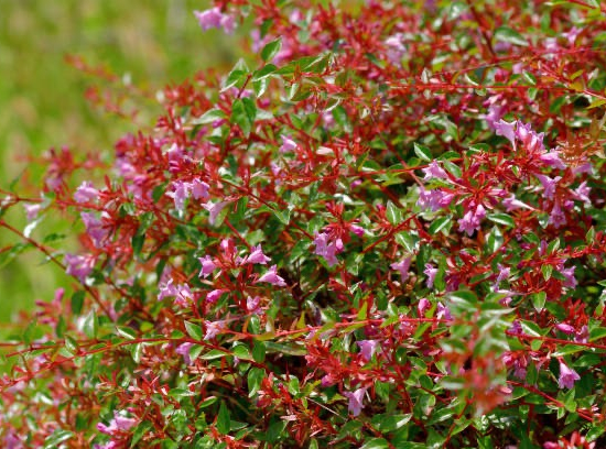 Abelia à grandes fleurs Ping Pong