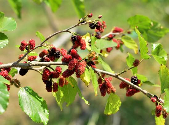 Mûrier 'Fruitless'