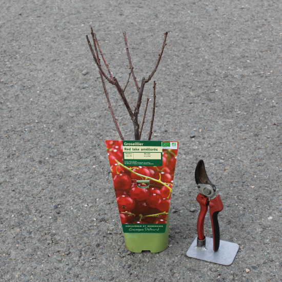 Groseillier à grappes 'Red lake rouge'