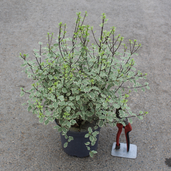 Pittospore 'Victoria'