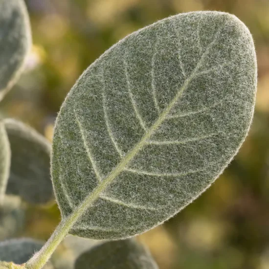 Gattilier à feuilles rondes (Vitex rotundifolia) — gros plan sur une feuille ovale duveteuse · Photo d'illustration