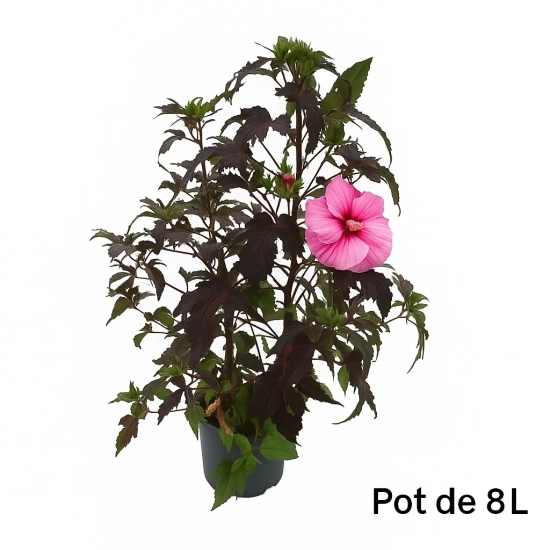 Hibiscus des marais 'Pink candy'