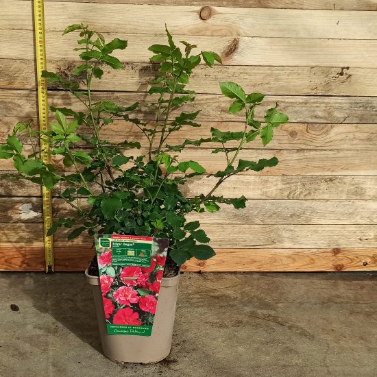 Rosier 'Edgar degas '