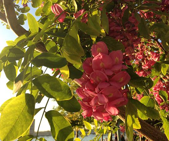 Robinier faux-acacia 'Margaretta georgia da torino'
