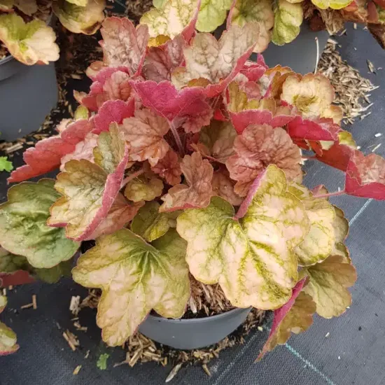 Heuchères 'Apricot®' (Heuchera) — feuillage abricot et vert dans un pot gris · Pot 3L