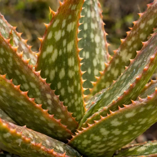 Aloès maculé (Aloe maculata) — gros plan de feuilles succulentes tachetées · Photo d'illustration