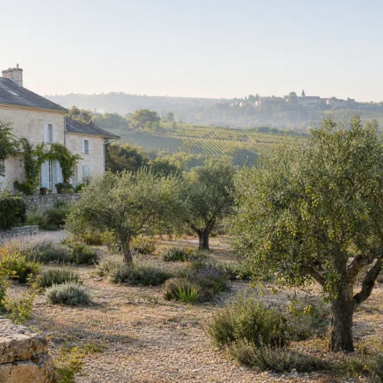 Olivier d'italie 'Ascolana terena' (Olea europaea) — arbres méditerranéens dans grand jardin minéral · Photo d'illustration