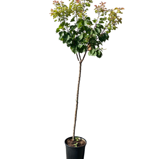 Abricotier galta rocha