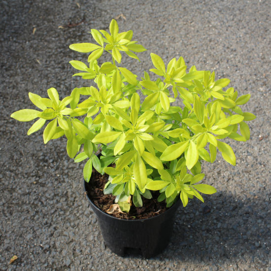 Oranger du mexique 'Sundance brica'