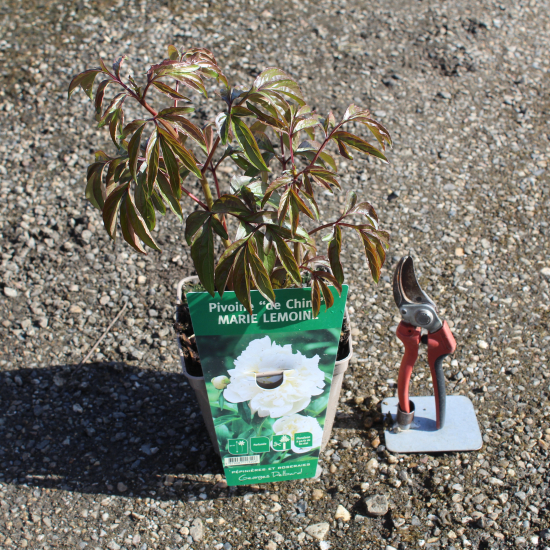 PAEONIA lactiflora Marie lemoine blanche