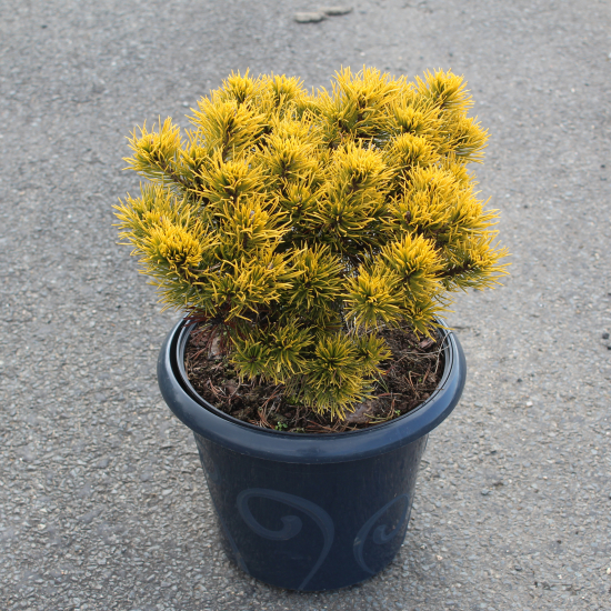 Pin de montagne 'Carsten s wintergold'