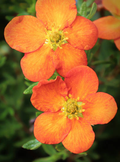 Potentille 'Hopley s orange'