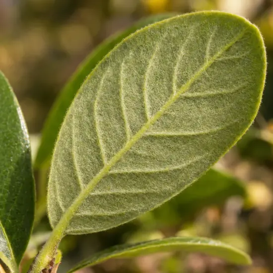Magnolia 'Daphne' — gros plan sur une feuille duveteuse verte