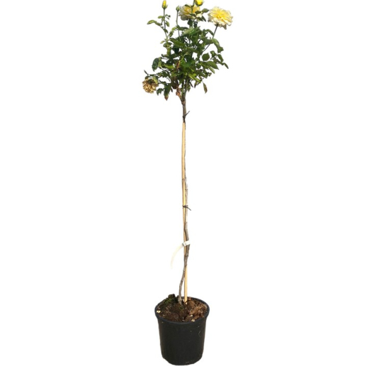 Rosier tige jaune