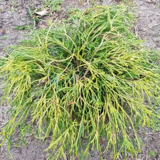 Cyprès sawara 'Sungold' (Chamaecyparis pisifera) — arbuste conifère buissonnant au feuillage vert et jaune · Pot 3L