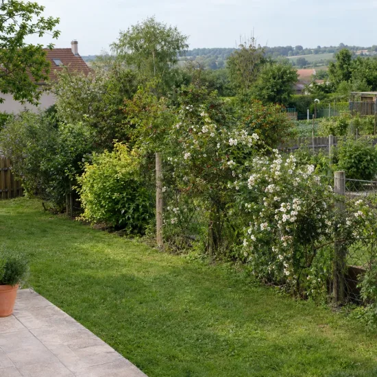 Rosier toujours vert (Rosa sempervirens) — grande haie fleurie le long d’un grillage · Photo d'illustration