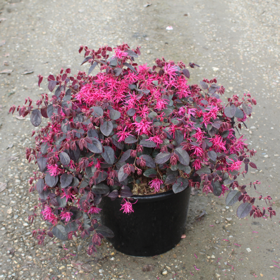 Loropétale de chine 'Plum georgeous'