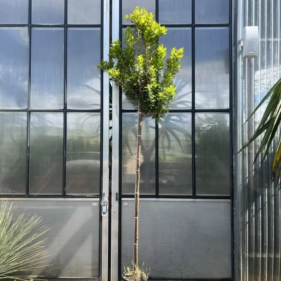 Arbousier. arbre aux fraises