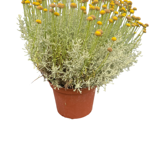 Santolina chamaecyparissus