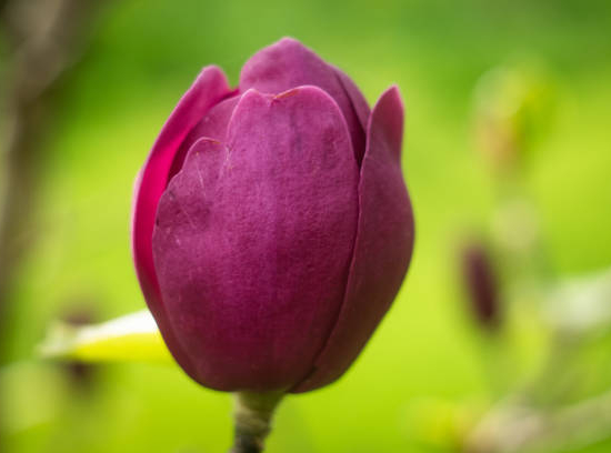Magnolia 'Genie'