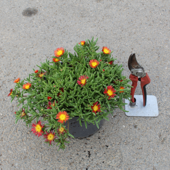 Pourpier vivace 'Fire wonder'