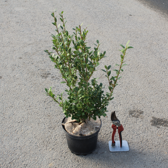 Houx crénelé 'Carolina upright'