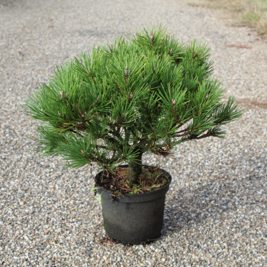 Pin noir 'Pierrick bregeon'