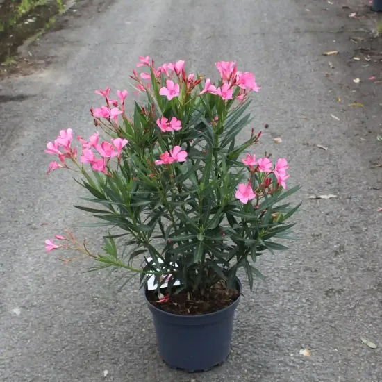 Laurier rose 'Maurin des maures'' — Pot 7.5L