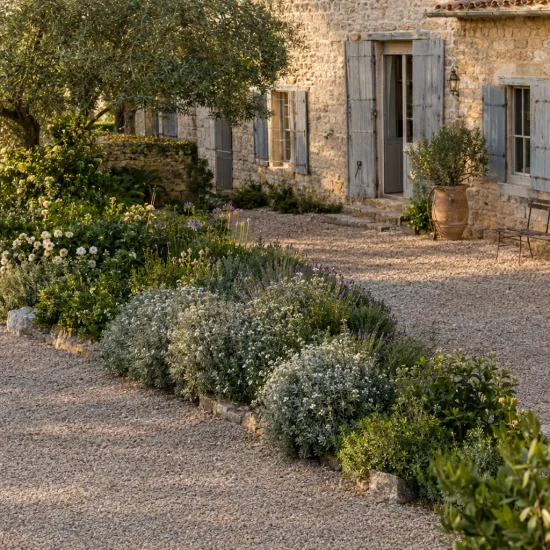 Arbre à thé 'Silver ice' (Leptospermum) — massif de petits arbustes argentés devant maison en pierre · Photo d'illustration