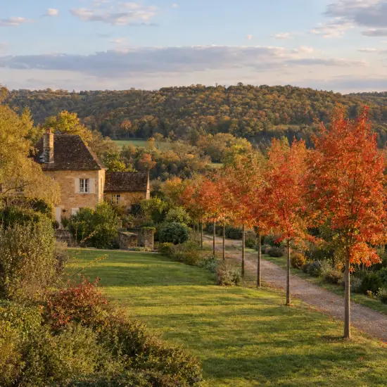Sorbier des oiseleurs 'Dodong' (Sorbus aucuparia) — allée d'arbres au feuillage orangé devant maison