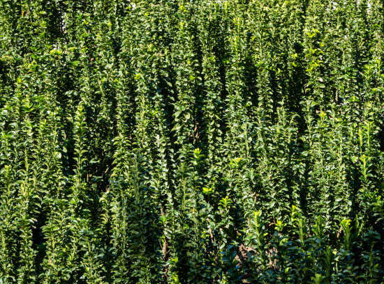 Fusain du japon 'Green spire'