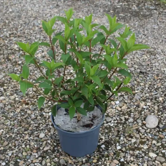 Hortensia paniculé 'Vanille fraise' (Hydrangea paniculata) — jeune arbuste vert en pot plastique gris · Pot 3L