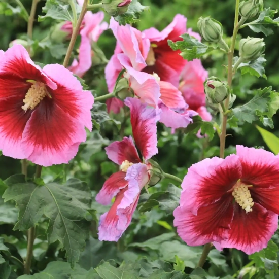 Althéa 'Hibisa cocktail'