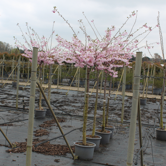 Cerisier du japon 'Accolade'