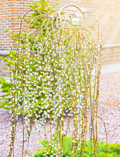 Saule marsault pleureur 'Pendula kilmarnock'