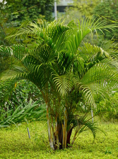 Palmiste multipliant ‘Areca’