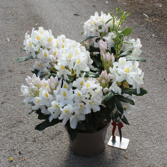 Rhododendron 'Mme masson blanc'