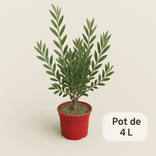Rince-bouteille