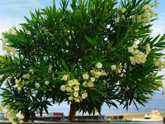 Laurier rose 'Souvenirs des iles capri'