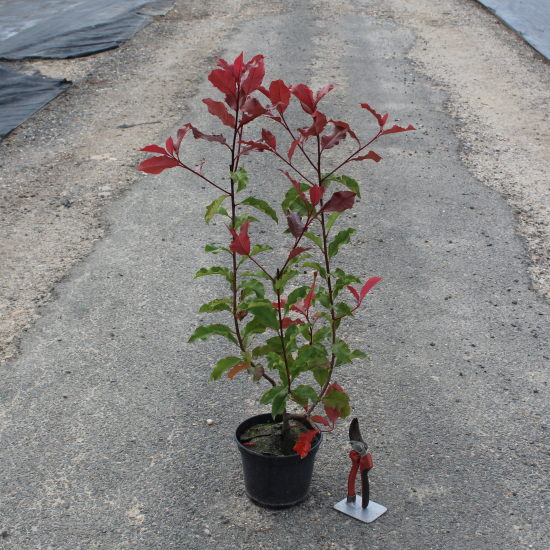 Photinia 'Magical volcano'