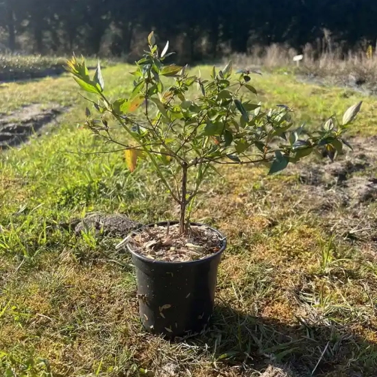 Abelia à grandes fleurs