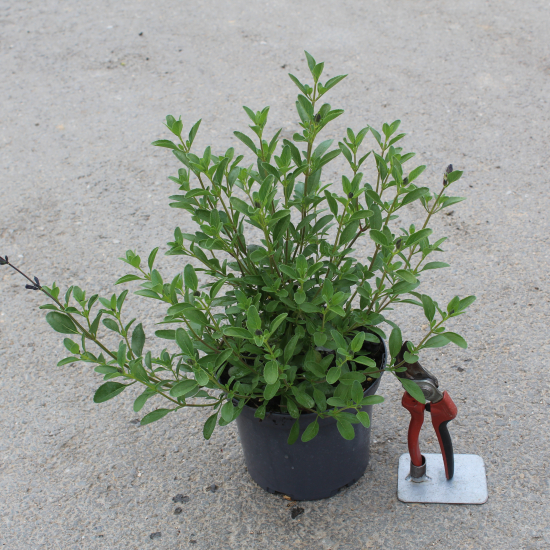 Sauge de graham 'Violette de loire'