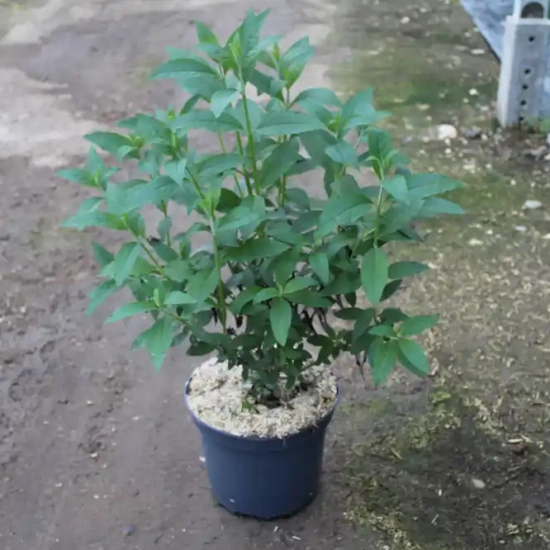 Arbre aux papillons 'bleu empereur'